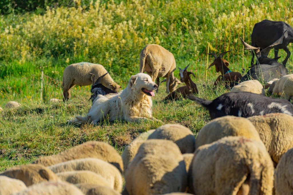 Photo d'un troupeau de moutons et un patou de la bergerie de l'étoile au corbier